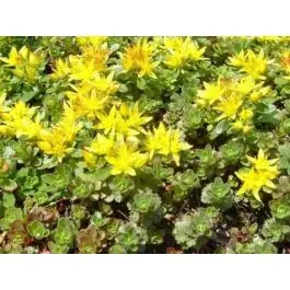 Nieuw in het assortiment | Sedum Weihenstephaner Gold