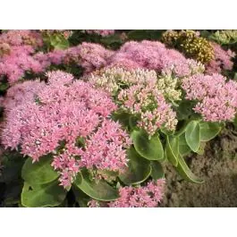 Sedum Brillant - Populair