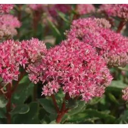 Topdeal | Sedum Carl