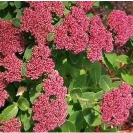 Bestel nu - Sedum Herbstfreude