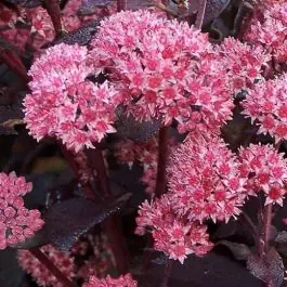 Zolang de voorraad strekt | Sedum Jose Aubergine