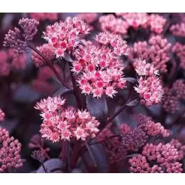 Sedum Purple Emperor - Nieuw in de shop