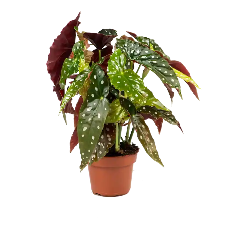 Hoge kwaliteit - Begonia maculata