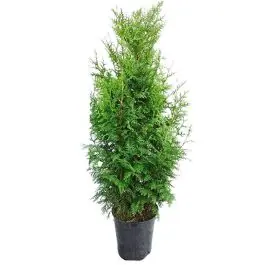 Thuja Gelderland | Bestel vandaag