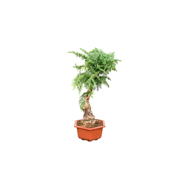 Veel voordeel - Araucaria cunninghamii