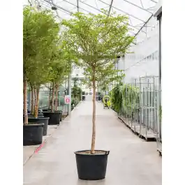 Scherpe prijs | Bucida Buceras Shady Lady