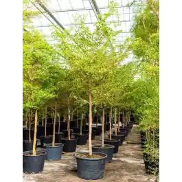 Speciale deal | Bucida Buceras Shady Lady