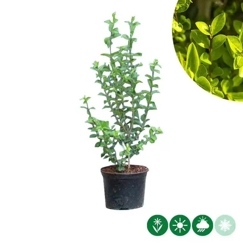 Snelle levering | Ligustrum ovalifolium - haag