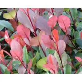 Populair - Photinia Little Red Robin