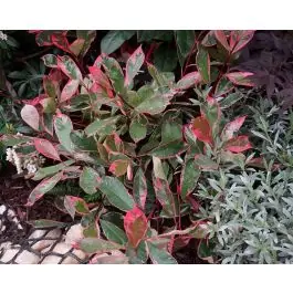 Veel voordeel | Photinia Louise