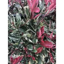 Photinia Pink Marble - Professionele kwaliteit