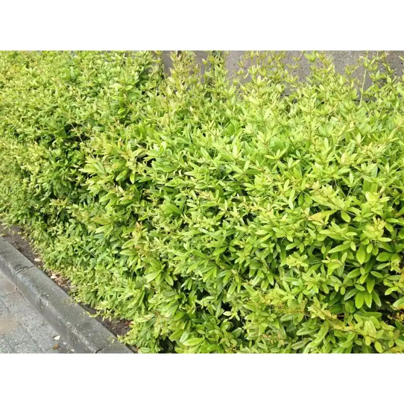 Scherpe prijs - Berberis julianae