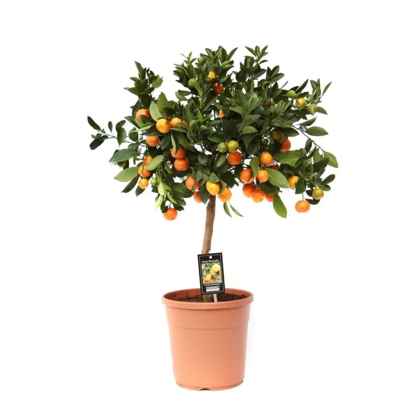 Bestel vandaag | Citrus Calamondin