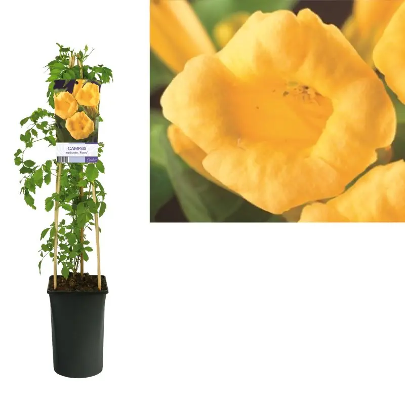 Campsis Flava | Sale