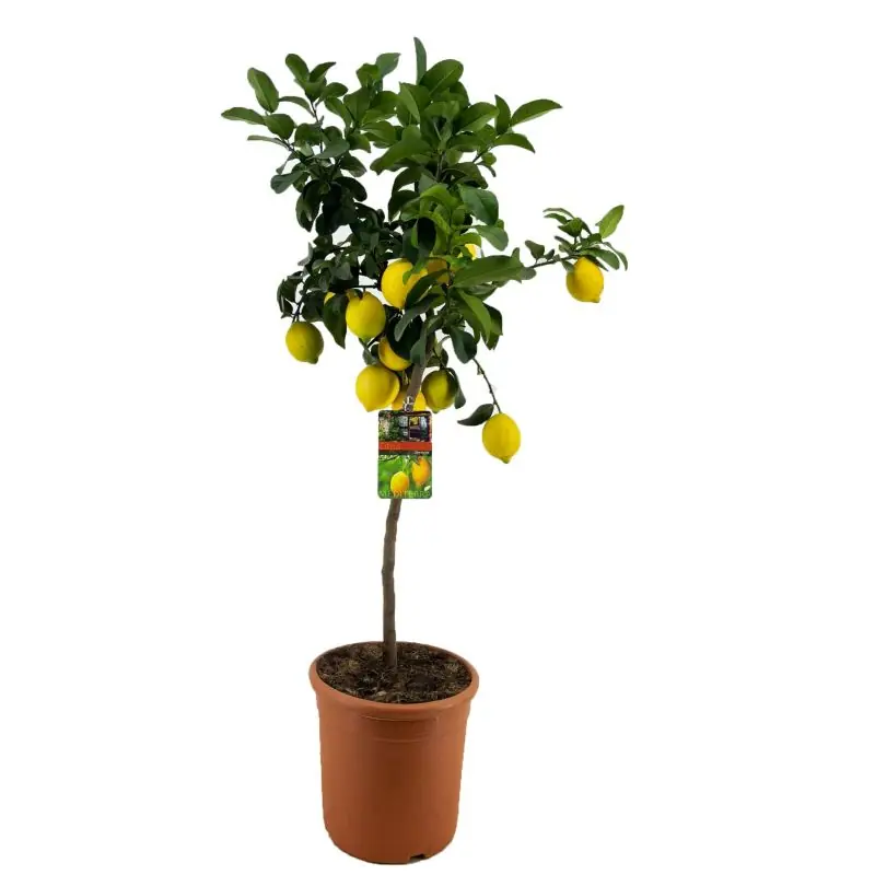 Nieuw | Citrus lemon