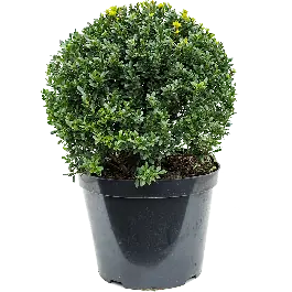 Ilex crenata - bolvorm | Scherpe prijs