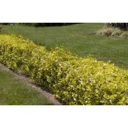 Euonymus Emerald ‘n Gold - Extra voordeel