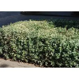 Populair | Euonymus Emerald Gaiety