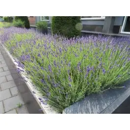 Voordeelprijs - Lavandula Hidcote