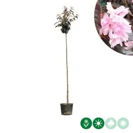 Beste prijs | Prunus Royal Burgundy