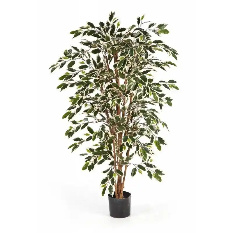 Ficus nitida variegata - kunstplant | Topkwaliteit