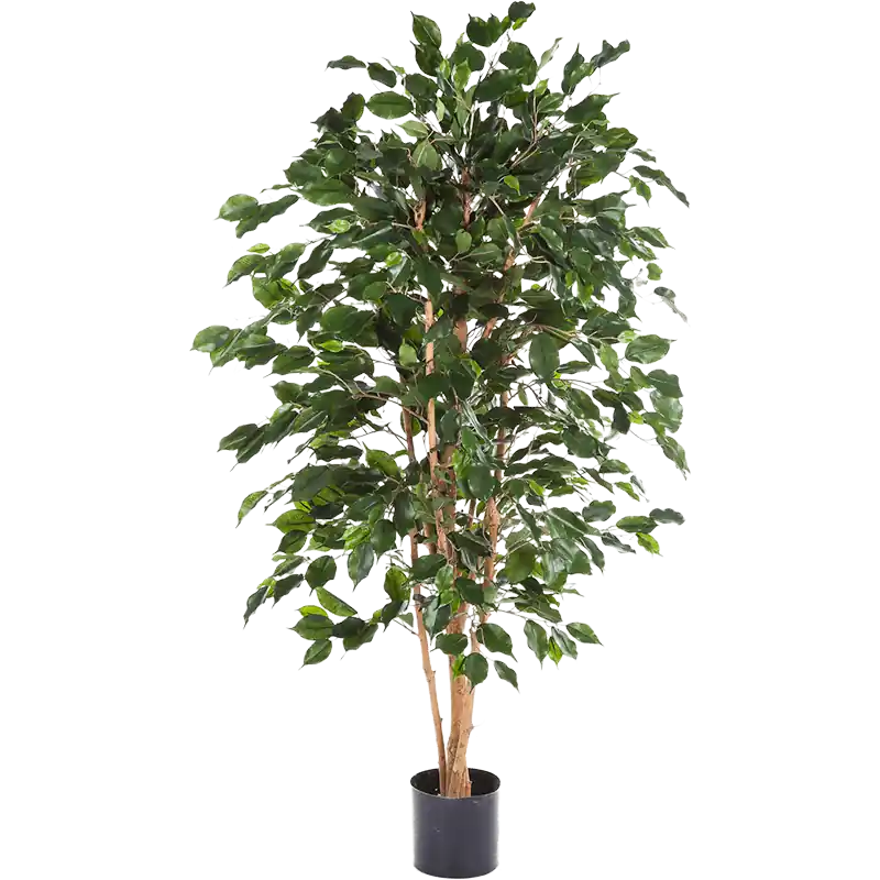 Pak je kans | Ficus Nitida Exotica - kunstplant