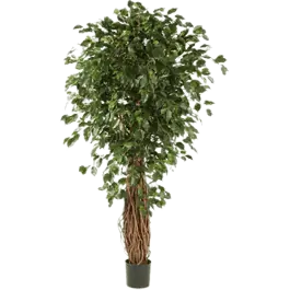 Ficus Liana Exotica - kunstplant | Fabrieksprijs