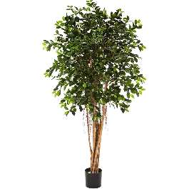 Favoriet van klanten | Ficus Retusa - kunstplant