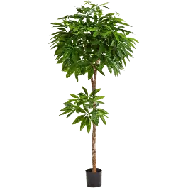 Scherpe prijs | Pachira - kunstplant