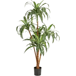 Snelle levering | Dracaena Large - kunstplant
