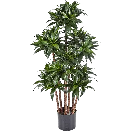 Dracaena Fragrans Compacta - kunstplant - Vanaf nu beschikbaar
