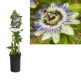 Passiflora caerulea - Erg populair