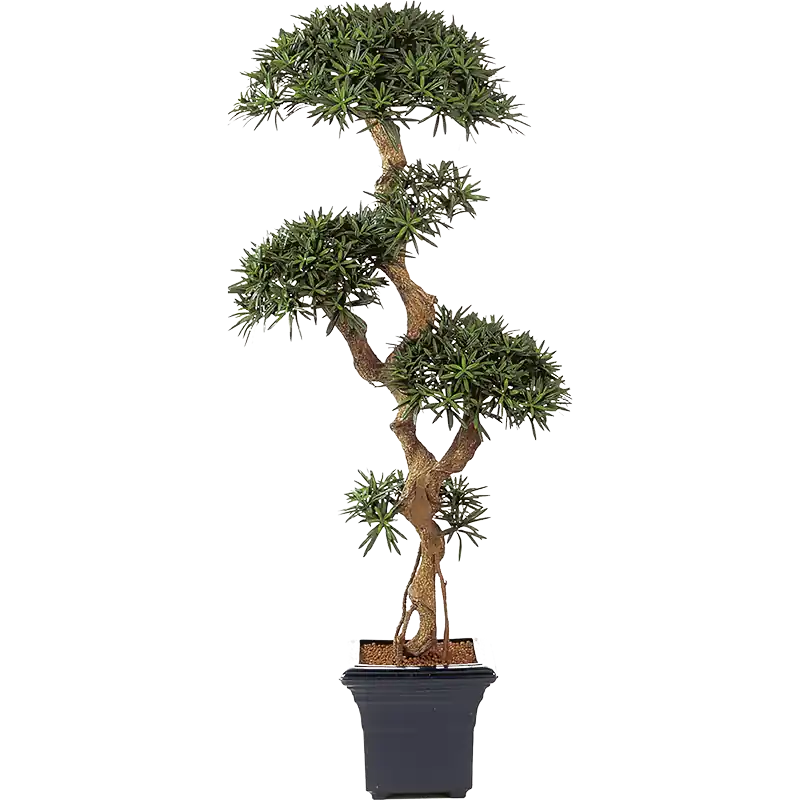 Voordeelprijs | Podocarpus bonsai XXL - kunstplant