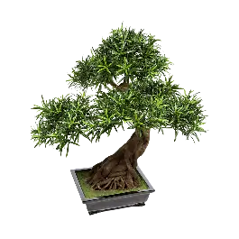 Erg populair - Podocarpus bonsai - kunstplant