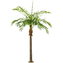 Phoenix palm XXXL - kunstplant - Prijs verlaagd