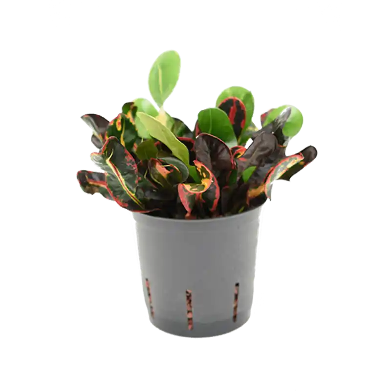 Croton Mammi | Voordelig