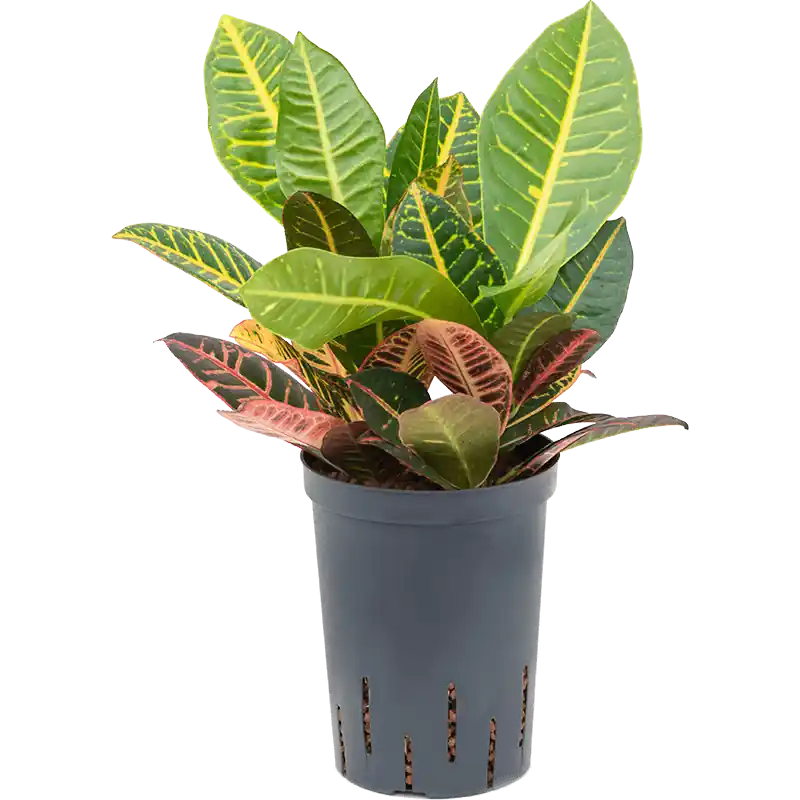 Croton Petra | Veilige betaling