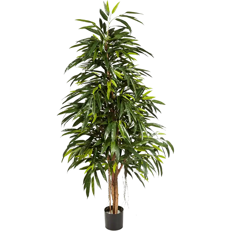 Ficus longifolia - kunstplant | Aanbieding loopt bijna af