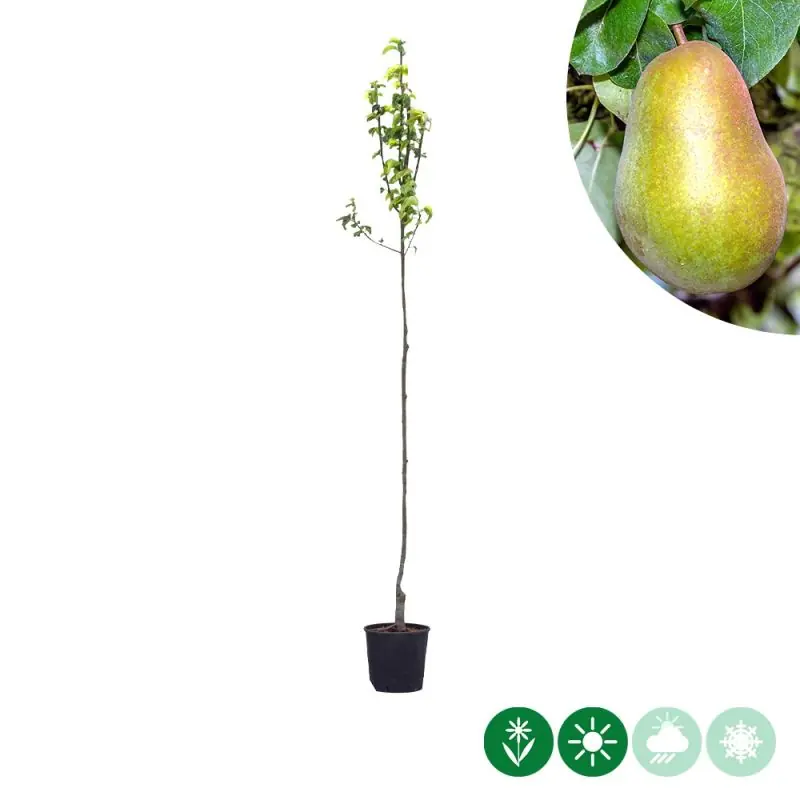 Pyrus Triomphe de Vienne | Bestel vandaag