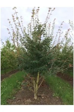 Acer campestre - meerstammig - Snelle levering