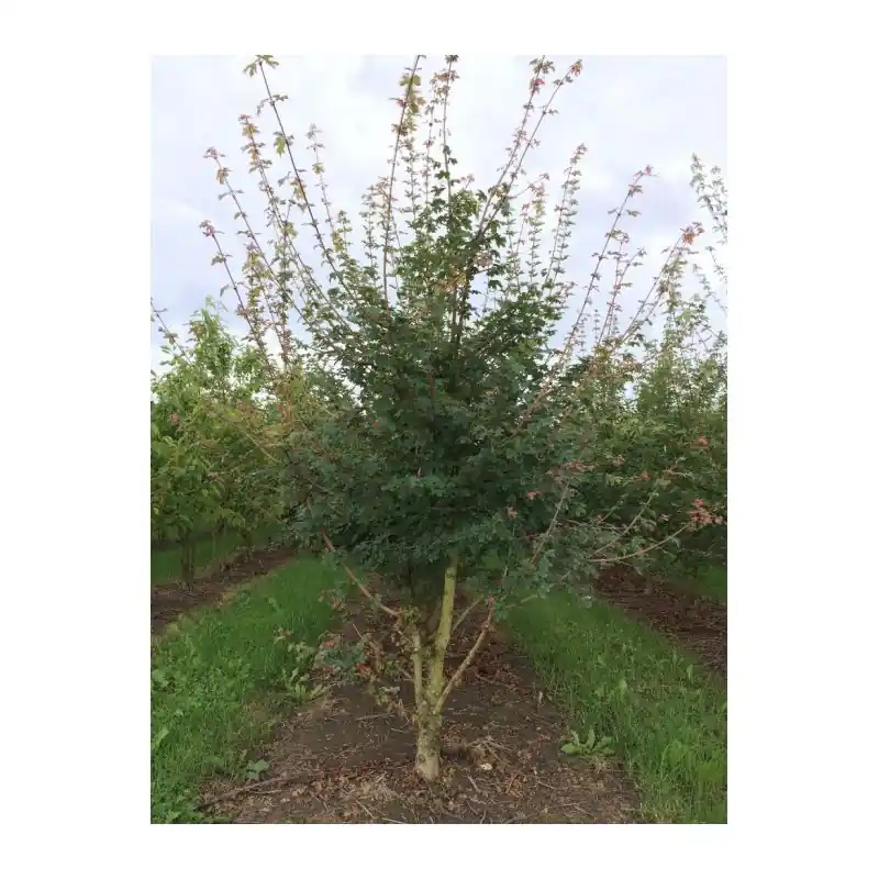 Acer campestre - meerstammig - Snelle levering
