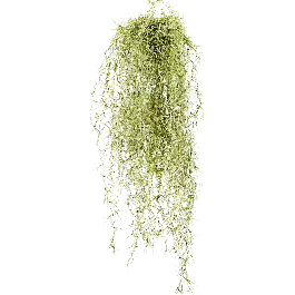 Nu beschikbaar - Tillandsia geel - kunstplant