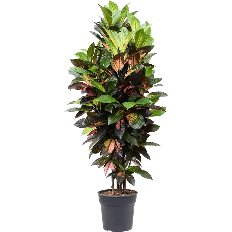 Speciale deal - Croton Iceton
