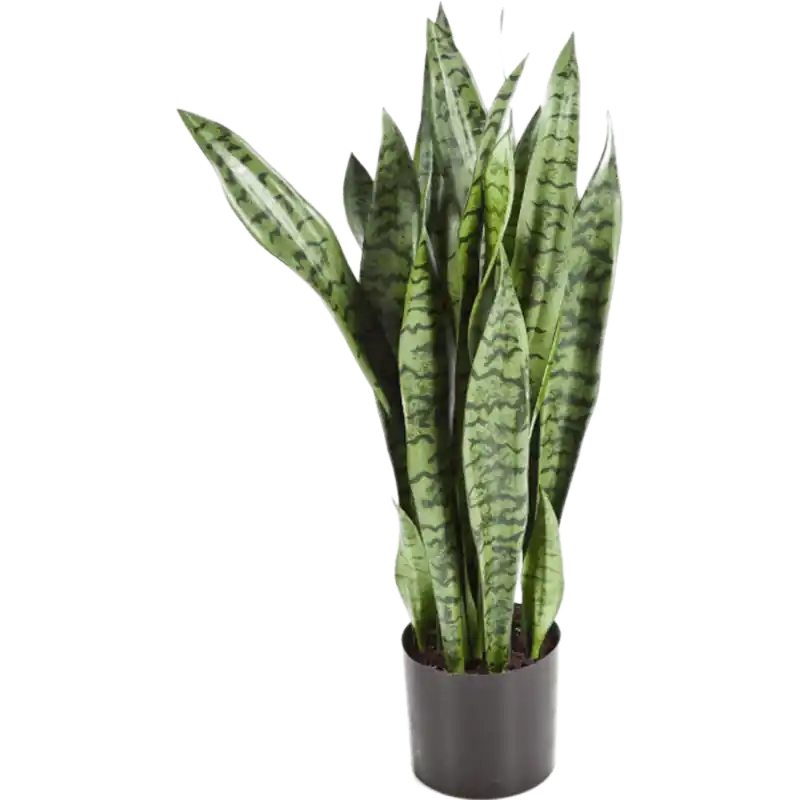 Topproduct - Sansevieria Zeylanica - kunstplant