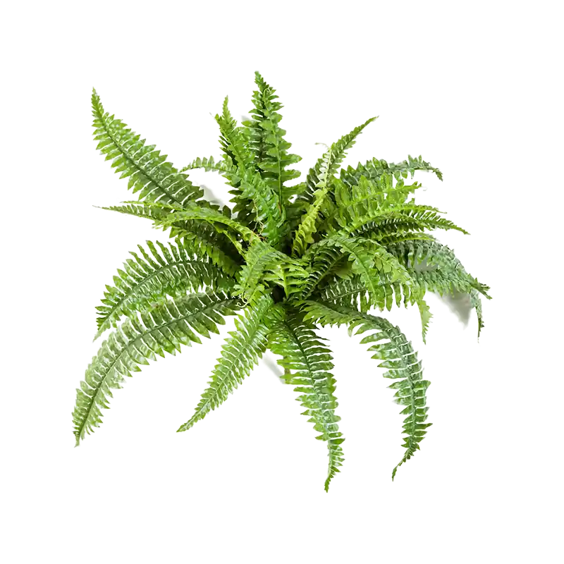 Beperkte voorraad | Varen Nephrolepis - kunstplant