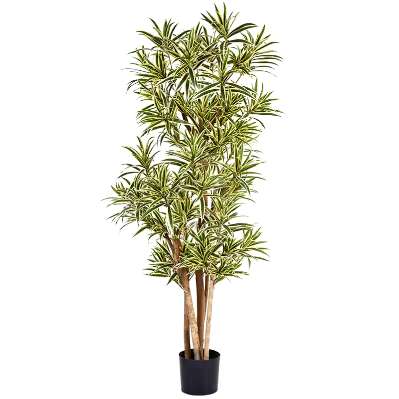Pleomele Song of India - kunstplant - Superprijs