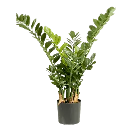 Zamioculcas Smaragd - kunstplant - Nieuw product