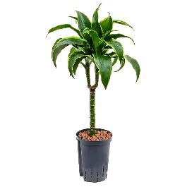 Dracaena Dorado op stam | Op voorraad