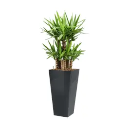 Erg populair - Yucca Elephantipes hydrocultuur in Runner antraciet
