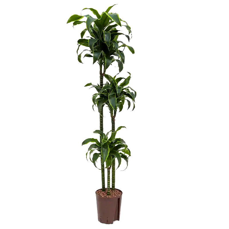 Dracaena Dorado 3-stam - Dagdeal